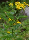 Einzelbild 7 Alpen-Greiskraut - Senecio alpinus