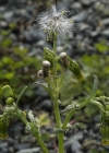 Einzelbild 5 Gemeines Greiskraut - Senecio vulgaris