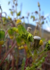 Einzelbild 6 Gemeines Greiskraut - Senecio vulgaris