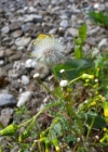 Einzelbild 8 Gemeines Greiskraut - Senecio vulgaris