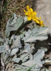 Einzelbild 8 Hallers Greiskraut - Senecio halleri