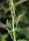 Einzelbild 6 Eberreisblättriges Greiskraut - Senecio abrotanifolius