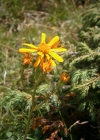 Einzelbild 7 Eberreisblättriges Greiskraut - Senecio abrotanifolius