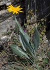 Einzelbild 7 Gämswurz-Greiskraut - Senecio doronicum