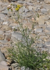 Einzelbild 6 Südafrikanisches Greiskraut - Senecio inaequidens