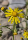Einzelbild 7 Südafrikanisches Greiskraut - Senecio inaequidens