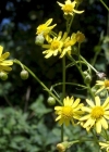 Einzelbild 8 Südafrikanisches Greiskraut - Senecio inaequidens