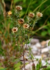 Einzelbild 6 Gewöhnliche Golddistel - Carlina vulgaris