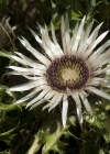 Einzelbild 4 Silberdistel - Carlina acaulis