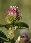 Einzelbild 6 Gewöhnliche Kleine Klette - Arctium minus subsp. minus