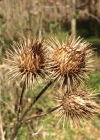 Einzelbild 4 Grosse Klette - Arctium lappa