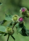Einzelbild 5 Grosse Klette - Arctium lappa