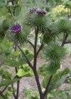 Einzelbild 7 Grosse Klette - Arctium lappa