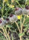 Einzelbild 6 Filzige Klette - Arctium tomentosum