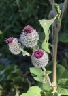 Einzelbild 7 Filzige Klette - Arctium tomentosum