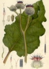 Einzelbild 8 Filzige Klette - Arctium tomentosum
