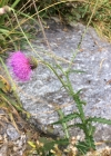 Einzelbild 5 Berg-Distel - Carduus defloratus
