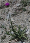 Einzelbild 8 Berg-Distel - Carduus defloratus