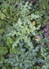 Einzelbild 5 Acker-Kratzdistel - Cirsium arvense