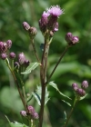 Einzelbild 6 Acker-Kratzdistel - Cirsium arvense