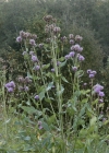 Einzelbild 7 Acker-Kratzdistel - Cirsium arvense