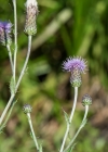 Einzelbild 8 Acker-Kratzdistel - Cirsium arvense