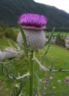 Einzelbild 7 Wollköpfige Kratzdistel - Cirsium eriophorum subsp. eriophorum