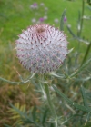 Einzelbild 8 Wollköpfige Kratzdistel - Cirsium eriophorum subsp. eriophorum