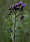 Einzelbild 5 Sumpf-Kratzdistel - Cirsium palustre