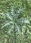 Einzelbild 6 Sumpf-Kratzdistel - Cirsium palustre