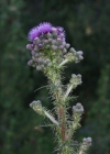 Einzelbild 7 Sumpf-Kratzdistel - Cirsium palustre