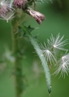 Einzelbild 8 Sumpf-Kratzdistel - Cirsium palustre