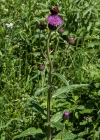 Einzelbild 7 Verschiedenblättrige Kratzdistel - Cirsium helenioides