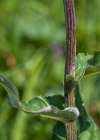 Einzelbild 8 Verschiedenblättrige Kratzdistel - Cirsium helenioides