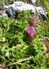 Einzelbild 5 Stängellose Kratzdistel - Cirsium acaule