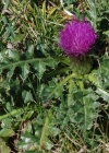 Einzelbild 7 Stängellose Kratzdistel - Cirsium acaule