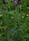 Einzelbild 8 Bach-Kratzdistel - Cirsium rivulare