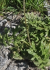 Einzelbild 5 Knollige Kratzdistel - Cirsium tuberosum