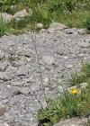 Einzelbild 6 Knollige Kratzdistel - Cirsium tuberosum