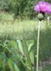 Einzelbild 7 Knollige Kratzdistel - Cirsium tuberosum