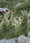 Einzelbild 6 Alpen-Kratzdistel - Cirsium spinosissimum