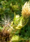 Einzelbild 6 Kohldistel - Cirsium oleraceum