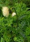Einzelbild 5 Klebrige Kratzdistel - Cirsium erisithales