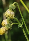 Einzelbild 7 Klebrige Kratzdistel - Cirsium erisithales