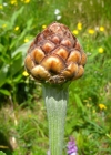 Einzelbild 5 Alpen-Bergscharte - Stemmacantha rhapontica