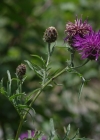 Einzelbild 7 Skabiosen-Flockenblume - Centaurea scabiosa