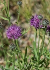 Einzelbild 8 Skabiosen-Flockenblume - Centaurea scabiosa