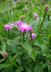 Einzelbild 5 Wiesen-Flockenblume - Centaurea jacea