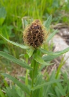 Einzelbild 5 Federige Flockenblume - Centaurea nervosa