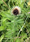 Einzelbild 6 Federige Flockenblume - Centaurea nervosa